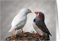 A Pair of Finches in a Nest card