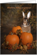 Halloween Bunny in a Pumpkin Patch card
