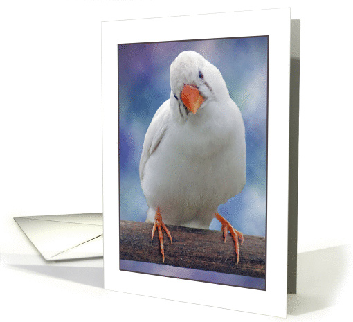 I'm Sorry - White Bird card (1183974)