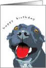 Blue Staffy Bull Terrier Dog Birthday card