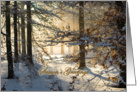 Light filtering through snowy woods - Christmas Season’s greetings card