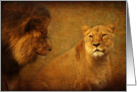 Lions still love at first sight - wild cats blank note card