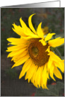 Bright Sunny Sunflower - Blank Note card