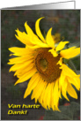 Bright Sunny Sunflower - Van harte Dank Thank you card