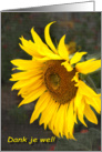 Bright Sunny Sunflower - Dank je wel Thank you card