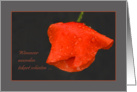 Poppy raindrops red grey - Woorden tekort Deelneming Sympathy Dutch card