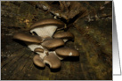 Centering brown Oyster mushrooms - fungi fall blank note card