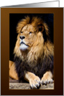 His Majesty Lion portrait brown - wildlife Animals blank note card