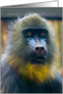 Masked Mandrill portrait - wildlife Animals primates blank note card