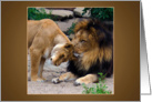 Lion and Lioness True Love - animals blank note card