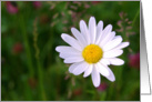 Open my heart white daisy - flowers plants blank note card