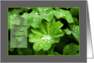 Lady’s Mantle raindrops - Thank you for Sympathy card