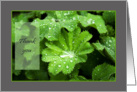 Lady’s Mantle raindrops - Thank you for Sympathy card