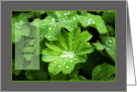 Lady’s Mantle raindrops - Thank you for kind words & acts of sympathy card