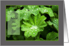 Lady’s Mantle raindrops - Much too soon and unexpected - sympathy card