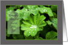 Lady’s Mantle raindrops - Sympathy heartfelt shared pain card