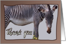 Zebra and zebra print -Thank you card on brown background - blank note card