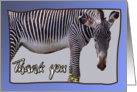 Zebra and zebra print -Thank you card on blue background - blank note card