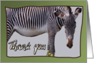 Zebra and zebra print -Thank you card on green background - blank note card