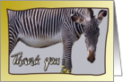 Zebra and zebra print Thank you card on yellow background - blank note card