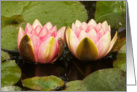 Two pink water lilies close together, opening up - blank note card