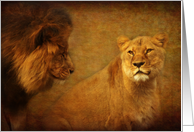 Lions still love at first sight - wild cats blank note card