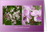 Purple Harmony Violets Lilacs Flowers - Get well soon card