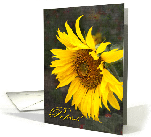 Bright Sunny Sunflower - Congratulations Proficiat card (1102972)