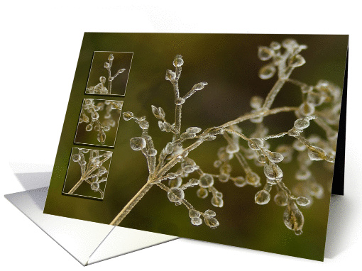 Crystal Elegance - frozen grass halm blank note card (1106738)