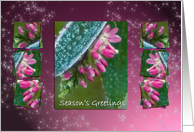 Hebe Pink Ice Crystals - Winter Flowers Season’s Greetings New Year card