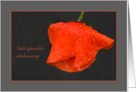 Poppy raindrops red grey - Oprechte Deelneming Sympathy Dutch card