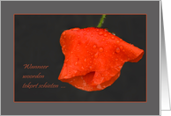 Poppy raindrops red grey - Woorden tekort Deelneming Sympathy Dutch card