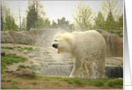 After the swim white polar bear - animals wildlife blank note card