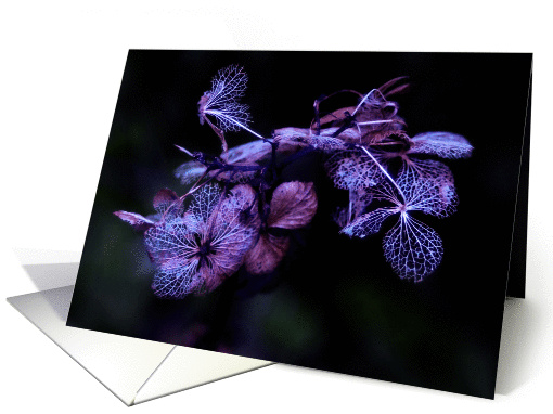 Beauty of Autumn Hydrangea magenta Miniature - flowers blank note card
