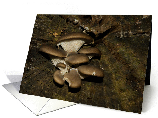 Centering brown Oyster mushrooms - fungi fall blank note card