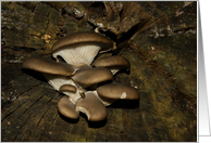 Centering brown Oyster mushrooms - fungi fall blank note card
