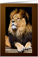 His Majesty Lion...