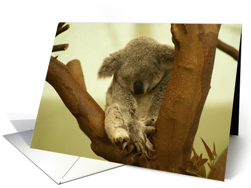 Little coala sleepyhead grey brown - wildlife Animals blank note card