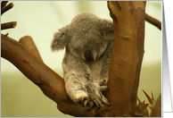 Little coala sleepyhead grey brown - wildlife Animals blank note card