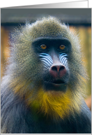 Masked Mandrill portrait - wildlife Animals primates blank note card