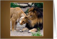Lion and Lioness True Love - animals blank note card