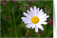 Open my heart white daisy - flowers plants blank note card
