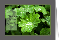 Lady’s Mantle raindrops - Thank you for Sympathy card