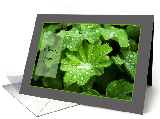 Lady's Mantle raindrops - Thank you for Sympathy card (1136400)