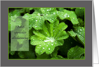 Lady’s Mantle raindrops - Oprechte Deelneming Sympathy Dutch card