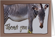 Zebra and zebra print -Thank you card on brown background - blank note card