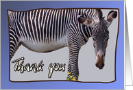 Zebra and zebra print -Thank you card on blue background - blank note card