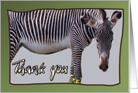 Zebra and zebra print -Thank you card on green background - blank note card