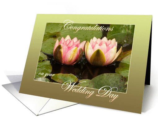 Two pink water lilies close together - Green Border -... (1148436)