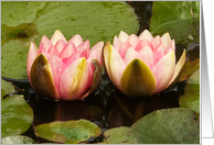Two pink water lilies close together, opening up - blank note card